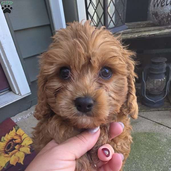 Tucker, Cavapoo Puppy