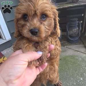 Tucker, Cavapoo Puppy