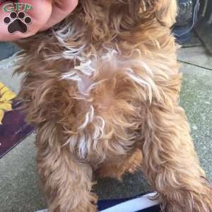 Sterling, Cavapoo Puppy