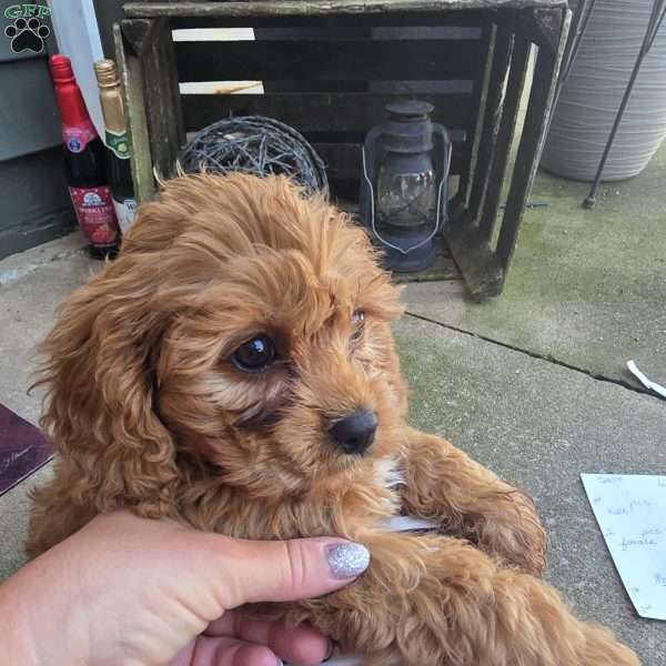 Sterling, Cavapoo Puppy