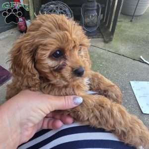 Tucker, Cavapoo Puppy
