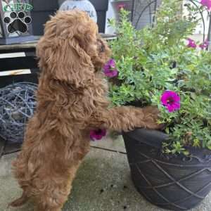 Tucker, Cavapoo Puppy