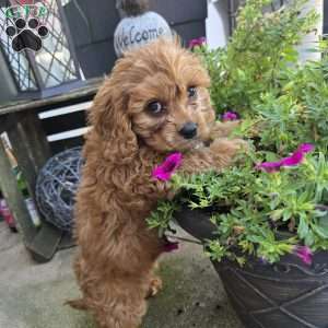 Sterling, Cavapoo Puppy