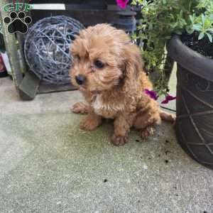 Sterling, Cavapoo Puppy