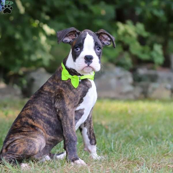 Diamond, Boxer Puppy
