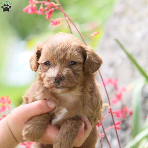 Autumn, Miniature Poodle Mix Puppy