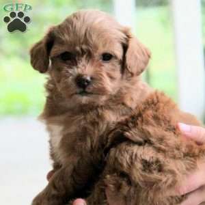 Autumn, Miniature Poodle Mix Puppy