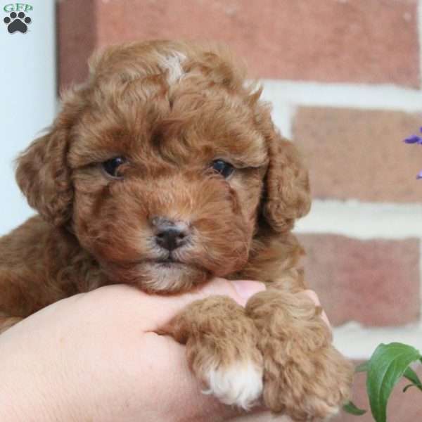 Asher, Miniature Poodle Mix Puppy