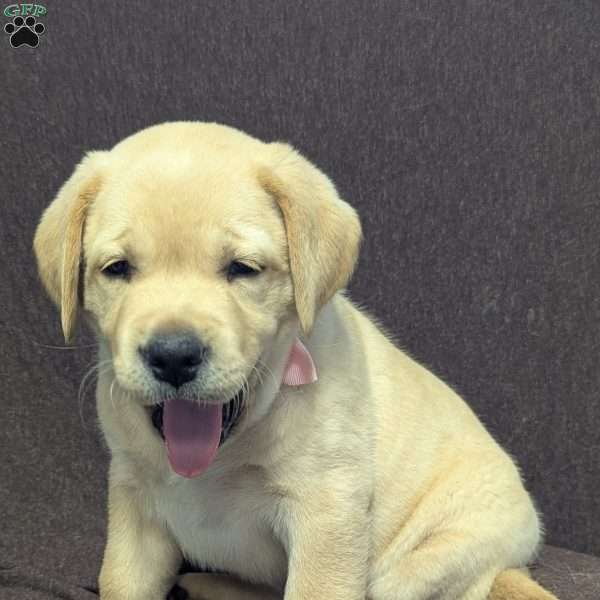 Snow White, Yellow Labrador Retriever Puppy