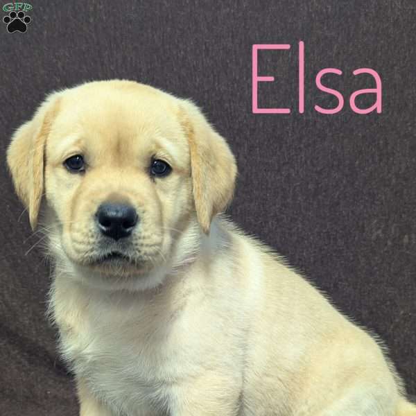 Elsa, Yellow Labrador Retriever Puppy