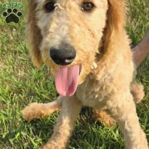 Light Pink, Goldendoodle Puppy