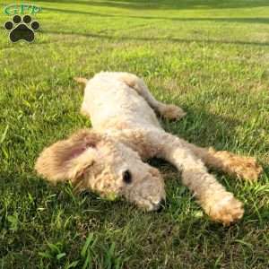Light Pink, Goldendoodle Puppy