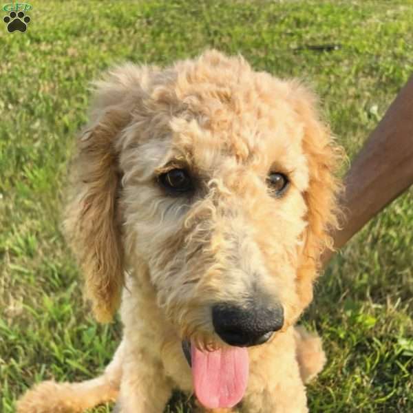 Light Pink, Goldendoodle Puppy