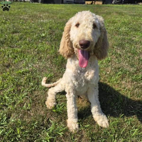 Dark Purple, Goldendoodle Puppy