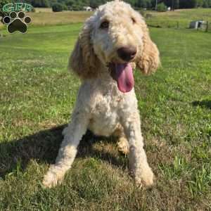 Dark Purple, Goldendoodle Puppy