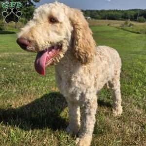 Dark Purple, Goldendoodle Puppy