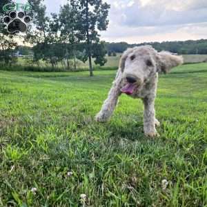Dark Blue, Goldendoodle Puppy