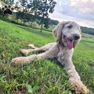 Dark Blue, Goldendoodle Puppy