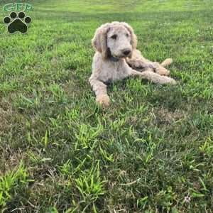 Dark Blue, Goldendoodle Puppy