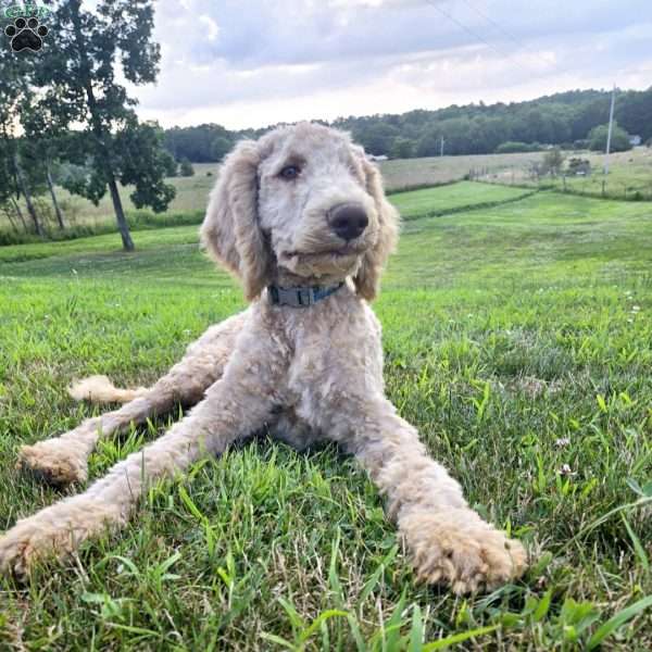 Dark Blue, Goldendoodle Puppy
