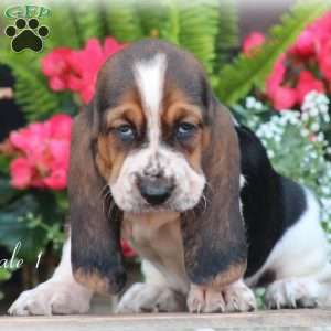 Tillie, Basset Hound Puppy