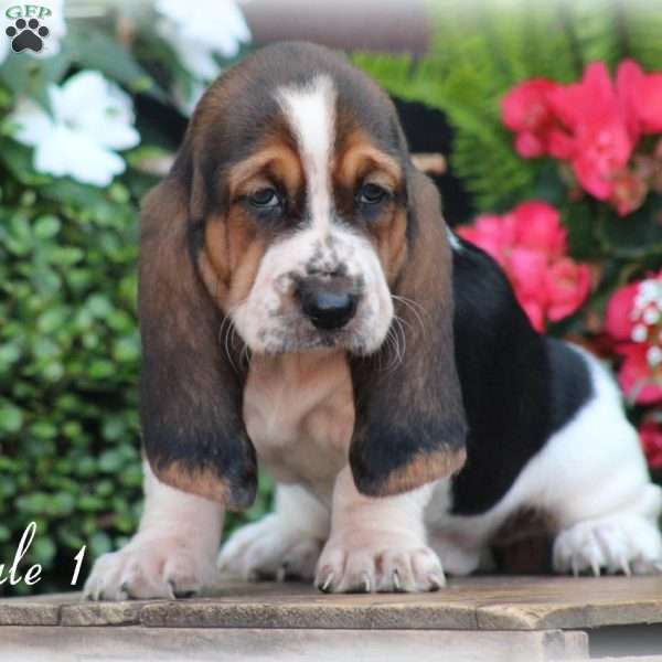 Tillie, Basset Hound Puppy