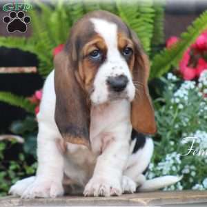 Grace, Basset Hound Puppy