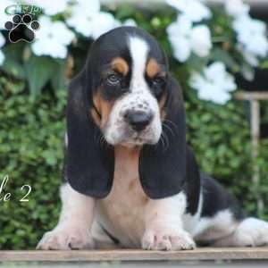 Chap, Basset Hound Puppy