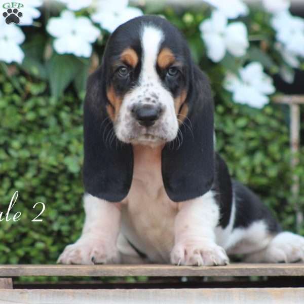 Chap, Basset Hound Puppy