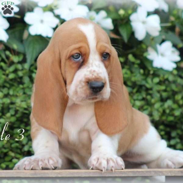 Chuck, Basset Hound Puppy
