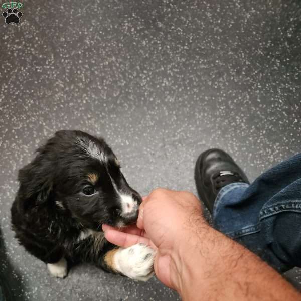 Cookie, English Springer Spaniel Mix Puppy