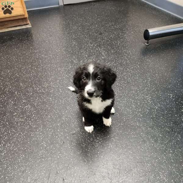 Rocket, English Springer Spaniel Mix Puppy