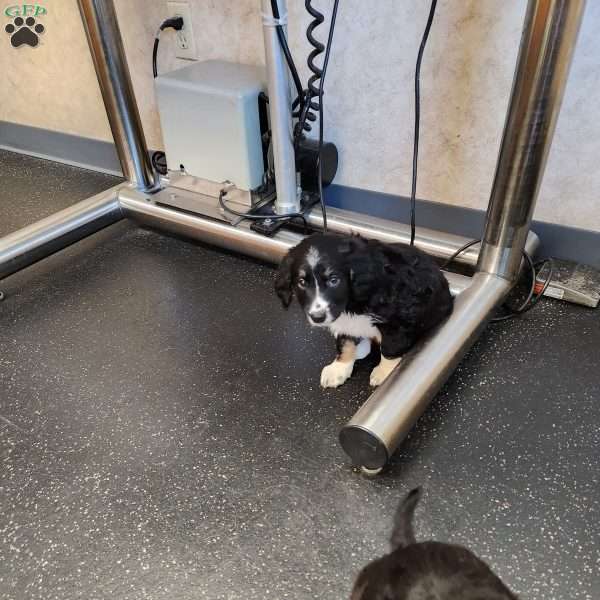 Lilly, English Springer Spaniel Mix Puppy