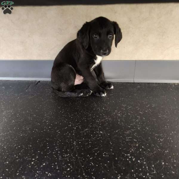 Bandit, English Springer Spaniel Mix Puppy