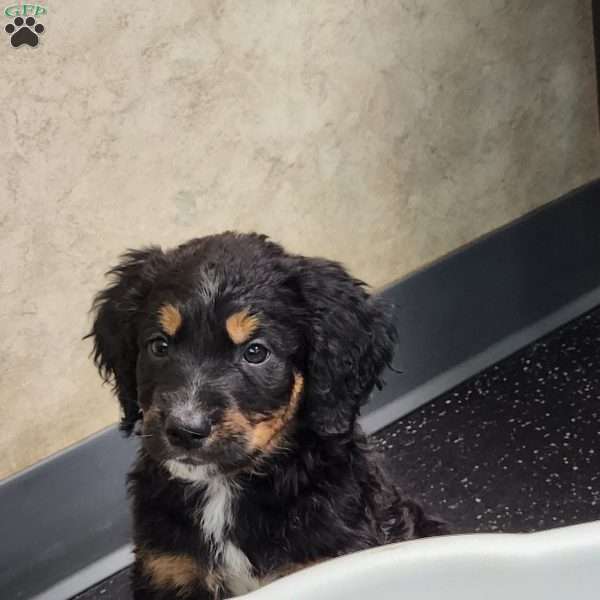 Boss, English Springer Spaniel Mix Puppy