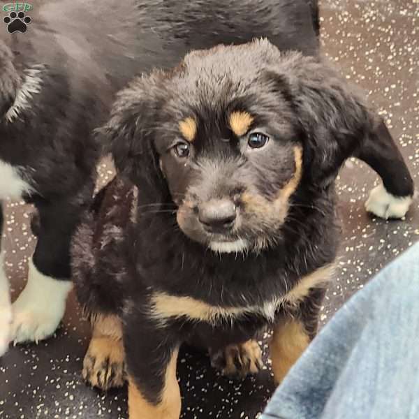 Rosco, English Springer Spaniel Mix Puppy