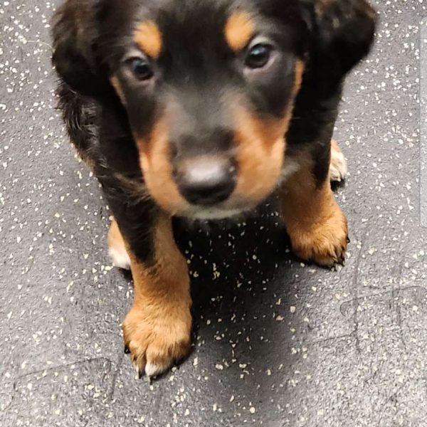 Rosie, English Springer Spaniel Mix Puppy