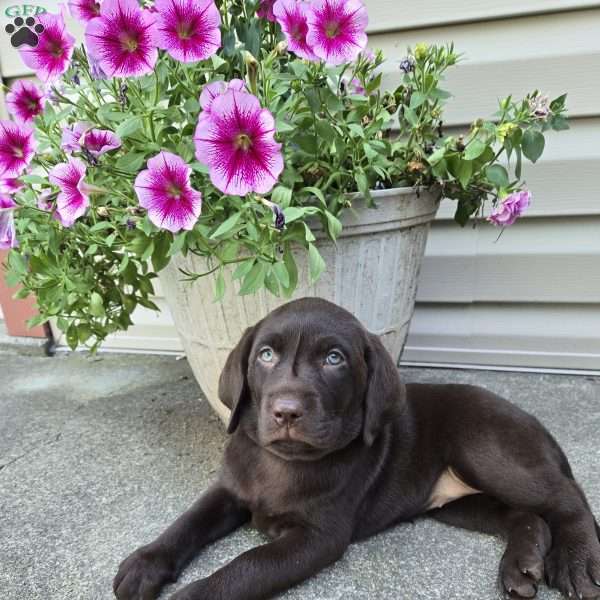 Lexi, Chocolate Labrador Retriever Puppy