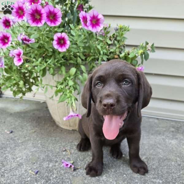 Lynn, Chocolate Labrador Retriever Puppy