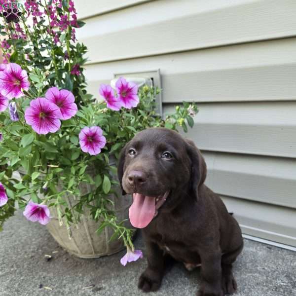Jaxon, Chocolate Labrador Retriever Puppy
