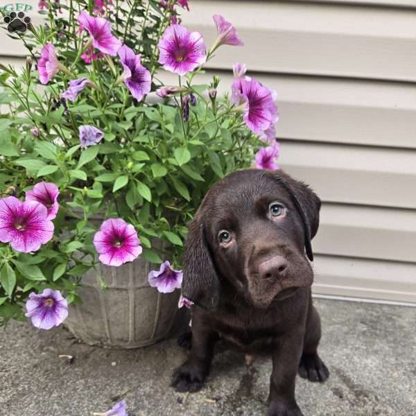 Jace, Chocolate Labrador Retriever Puppy