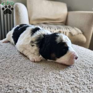 Mystic, Mini Bernedoodle Puppy