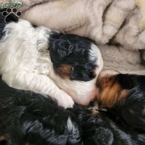 Mystic, Mini Bernedoodle Puppy