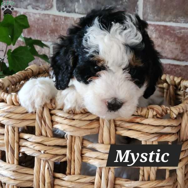 Mystic, Mini Bernedoodle Puppy
