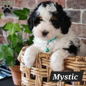 Mystic, Mini Bernedoodle Puppy