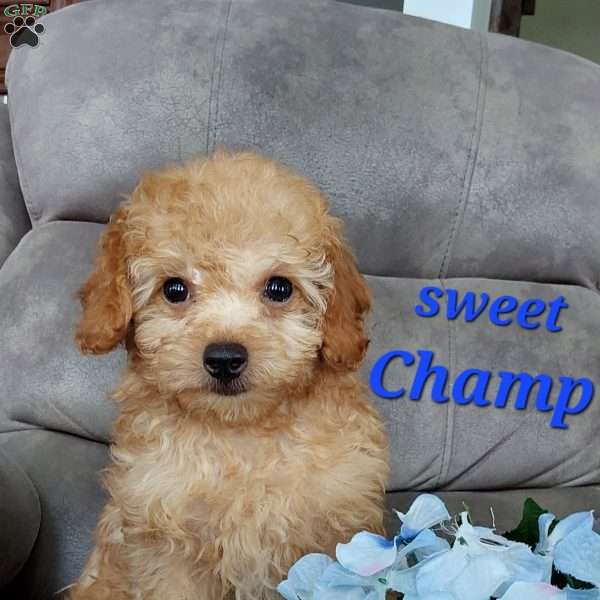 Champ, Cavapoo Puppy