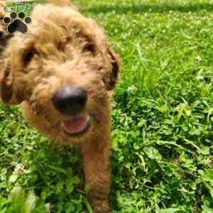Roman, Goldendoodle Puppy