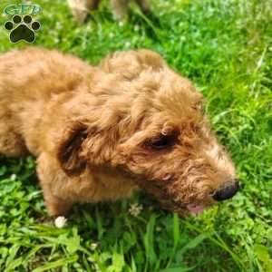 Roman, Goldendoodle Puppy