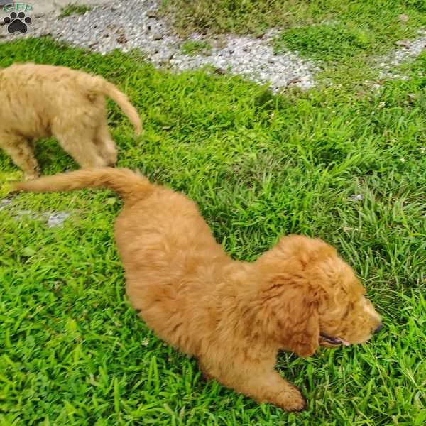 Roman, Goldendoodle Puppy