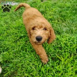 Roman, Goldendoodle Puppy